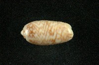 藏品(榧螺)的圖片